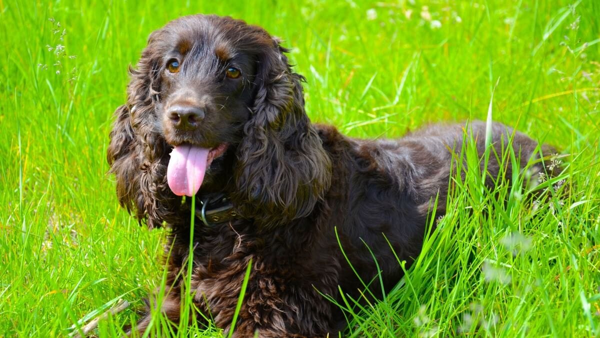 Brauner Hund Mit Streifen Auf Dem Rücken Brauner Hund: Hunderassen mit braunem Fell